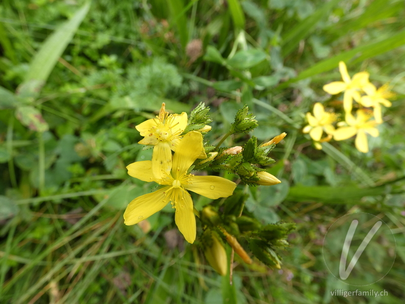 Berg-Johanniskraut: Blüten