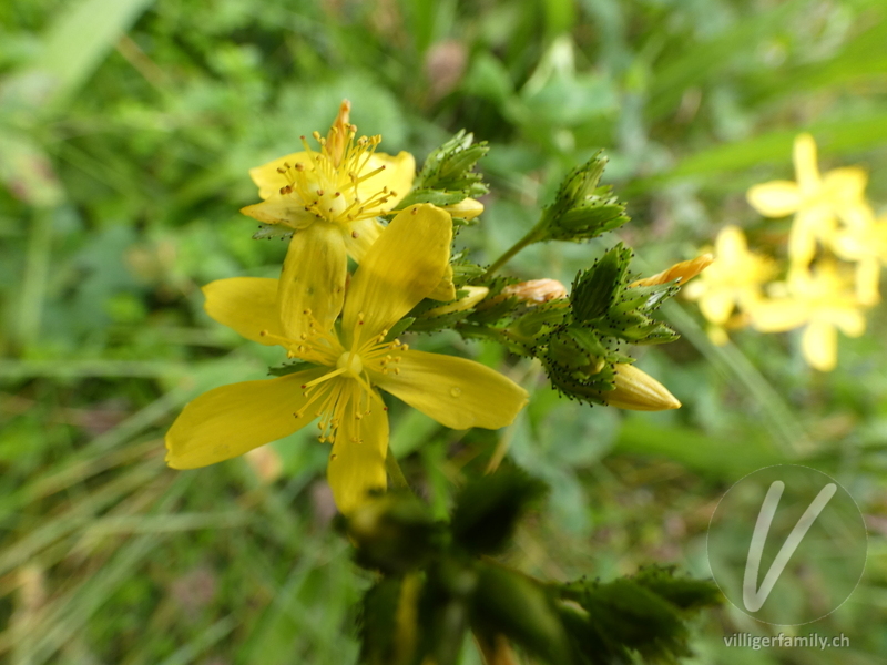 Berg-Johanniskraut: Blüten