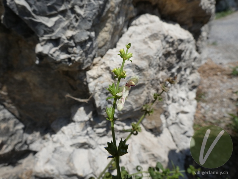 Gewöhnlicher Aufrechter Ziest: Blüten
