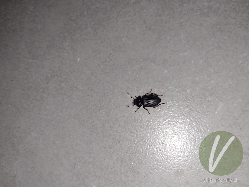 Zweifleckiger Schmuckläufer: 