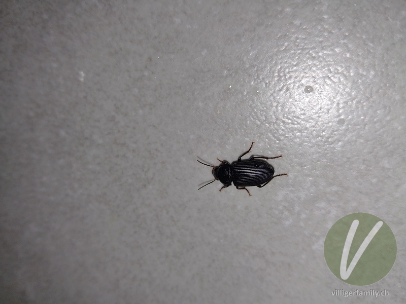 Zweifleckiger Schmuckläufer: 