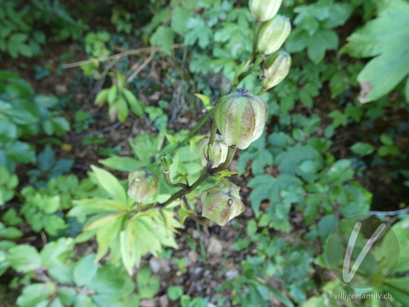 Türkenbund: Früchte