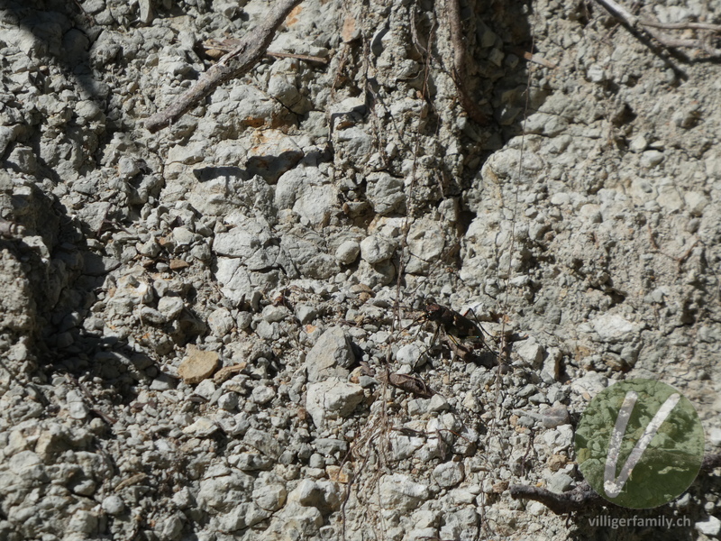 Berg-Sandlaufkäfer: 
