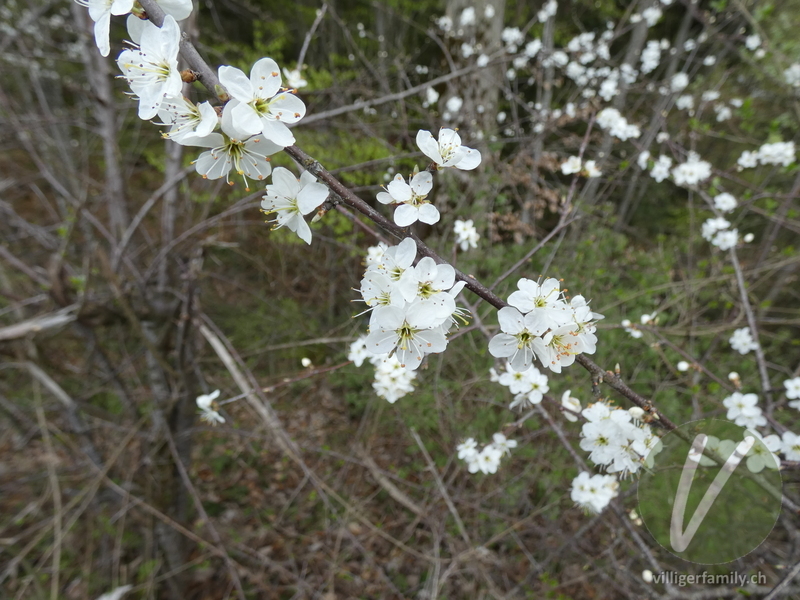 Schwarzdorn: Blüten