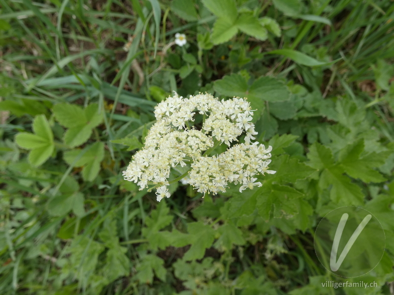 Gewöhnlicher Wiesen-Bärenklau: Blüten