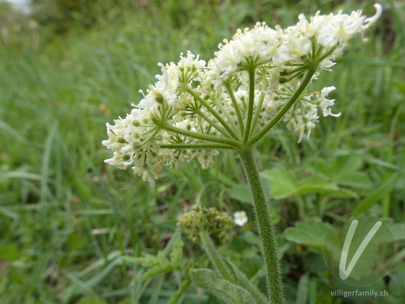 Gewöhnlicher Wiesen-Bärenklau: Blüten, Stengel
