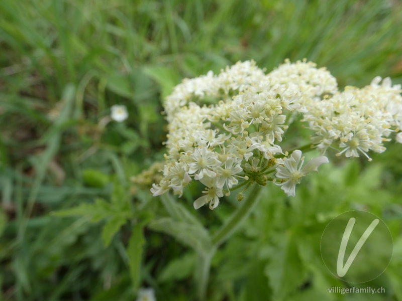 Gewöhnlicher Wiesen-Bärenklau: Blüten