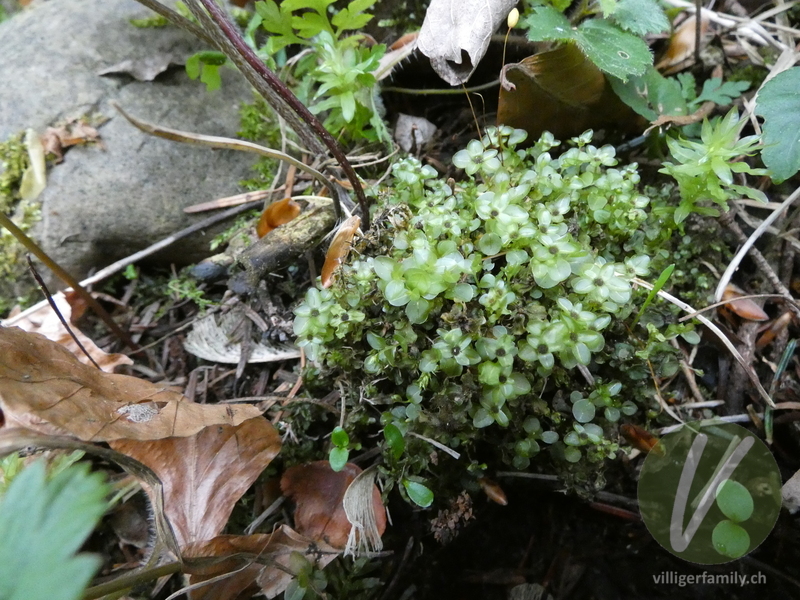 Punktiertes Wurzelsternmoos: 