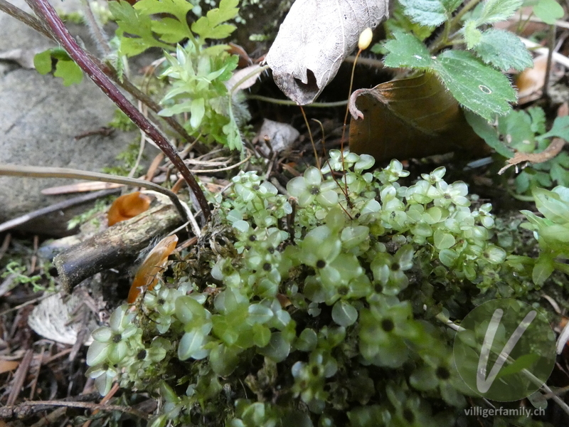 Punktiertes Wurzelsternmoos: 