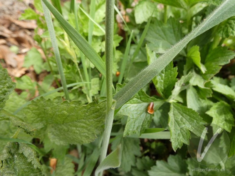 Gersten-Trespe: Stengel, Blätter