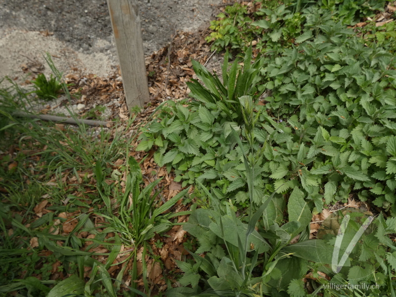 Gersten-Trespe: Gesamtbild