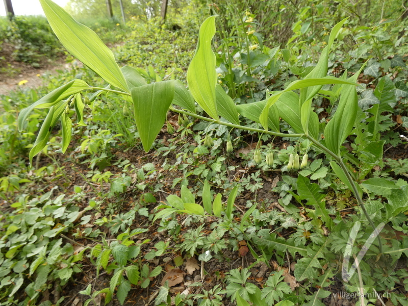 Vielblütiges Salomonssiegel: Gesamtbild, Blüten