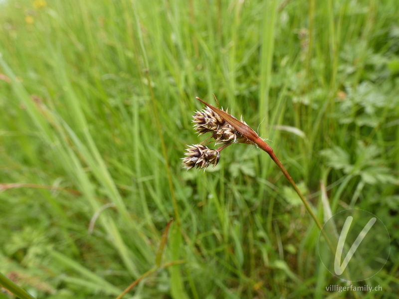 Feld-Hainsimse: Blüten