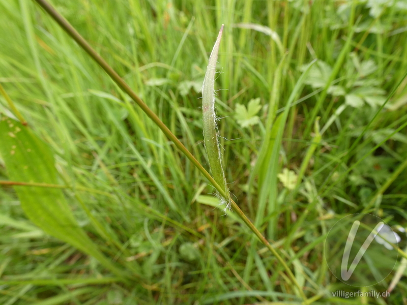 Feld-Hainsimse: Blätter