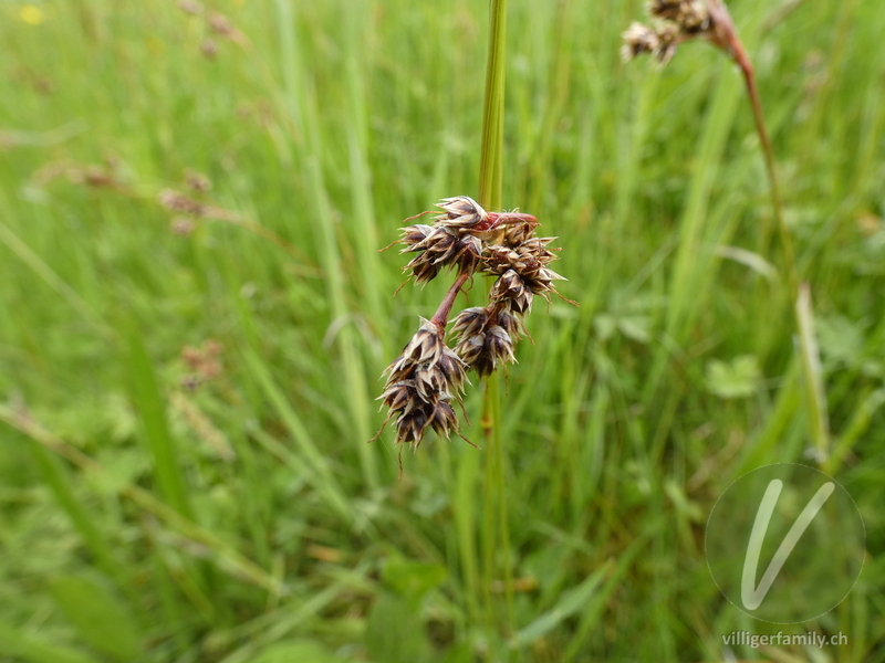 Feld-Hainsimse: Blüten
