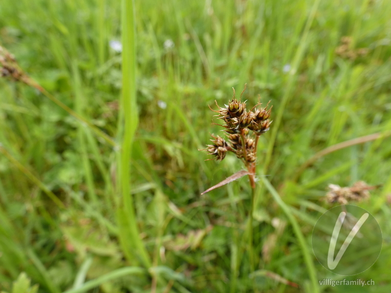 Feld-Hainsimse: Blüten