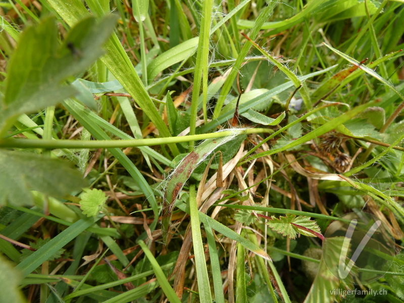 Feld-Hainsimse: Blätter, Stengel