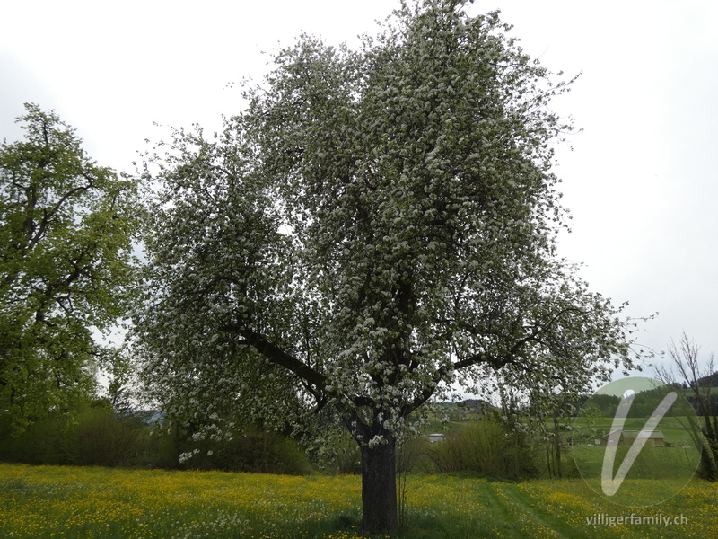 Kultur-Birnbaum: Gesamtbild