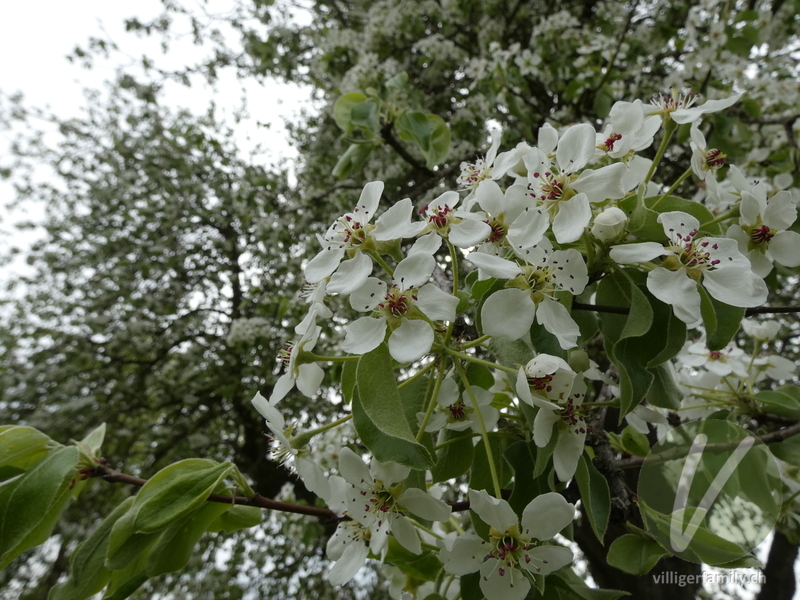 Kultur-Birnbaum: Blüten