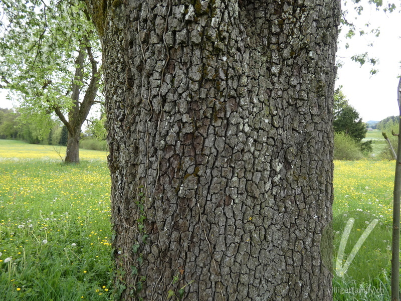 Kultur-Birnbaum: Stengel