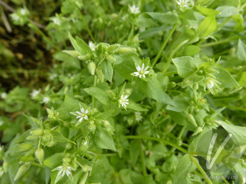Gewöhnliche Vogelmiere: Blüten