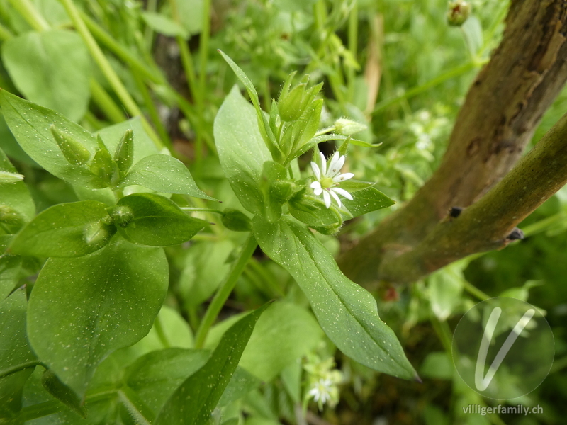 Gewöhnliche Vogelmiere: Blüten, Blätter
