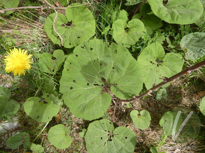 Rote Pestwurz: Blätter