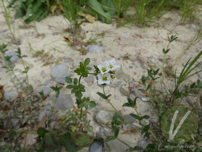 Bitteres Schaumkraut: Blüten