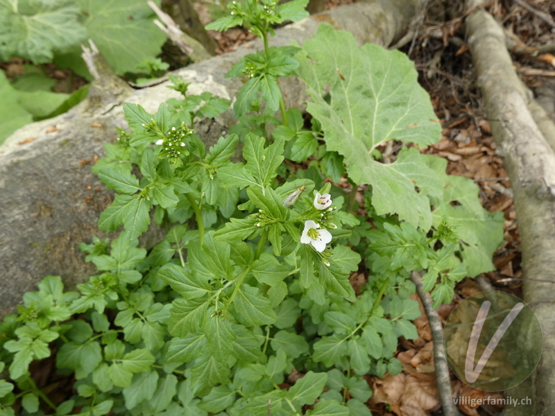 Bitteres Schaumkraut: Blüten, Gesamtbild