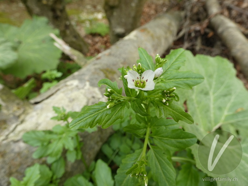 Bitteres Schaumkraut: Blüten