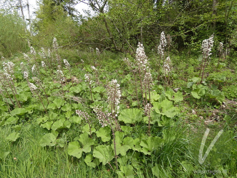 Rote Pestwurz: Früchte, Gesamtbild