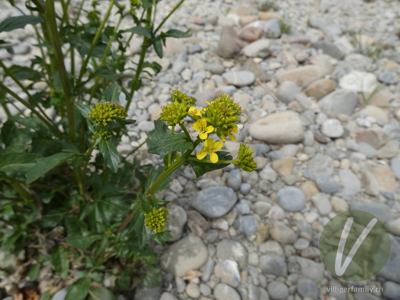 Gemeine Winterkresse: Blüten