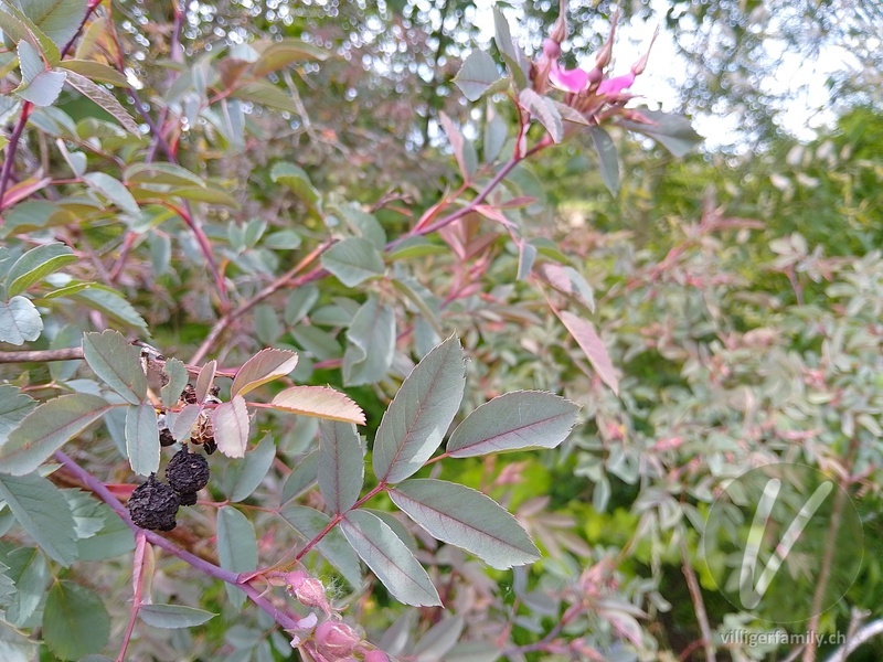 Bereifte Rose: Blätter