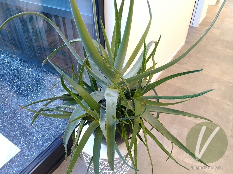 Aloe: Blätter