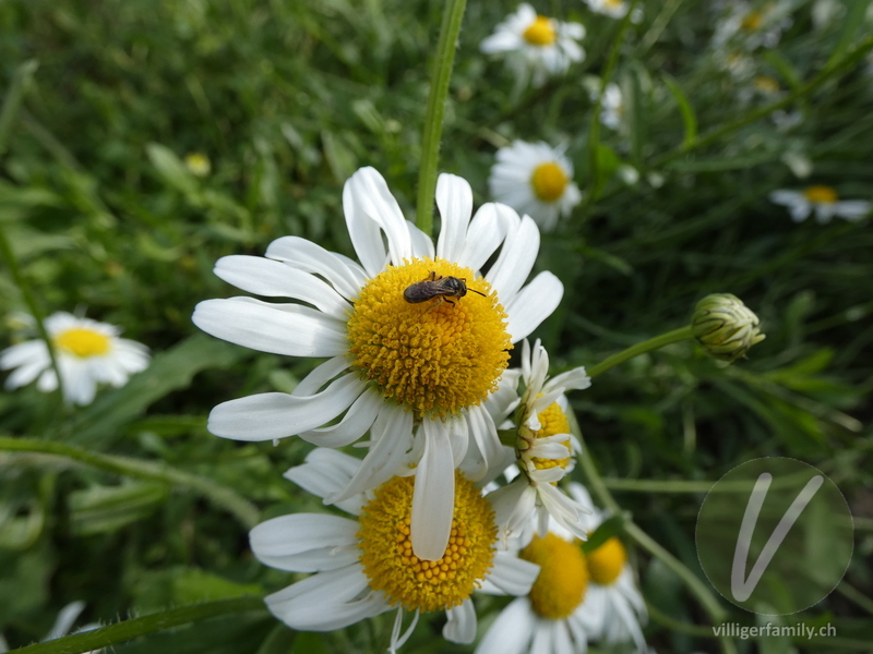 Vierbindige Furchenbiene: 