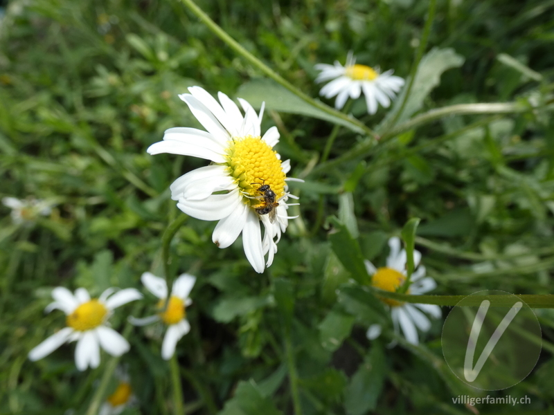Vierbindige Furchenbiene: 