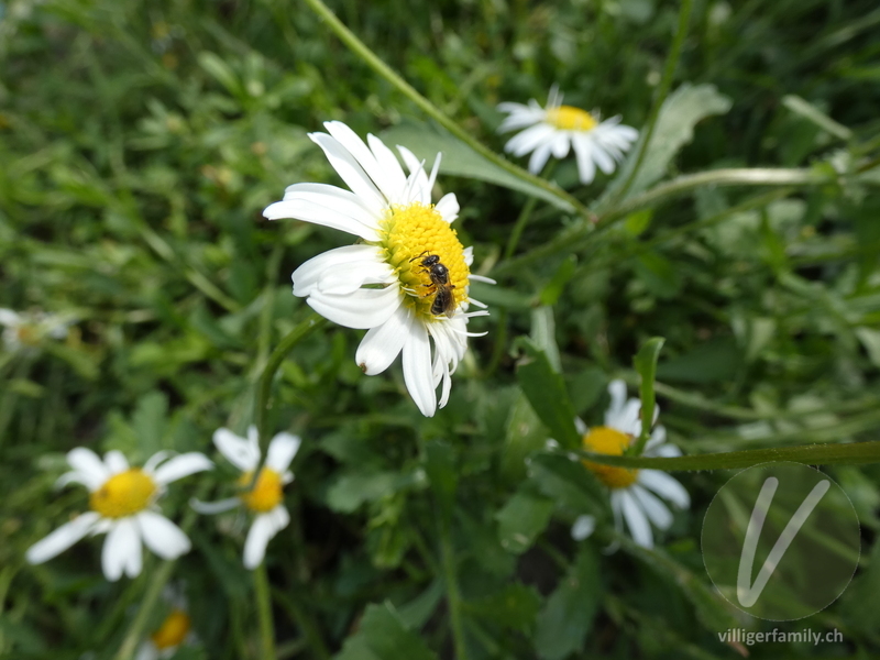 Vierbindige Furchenbiene: 