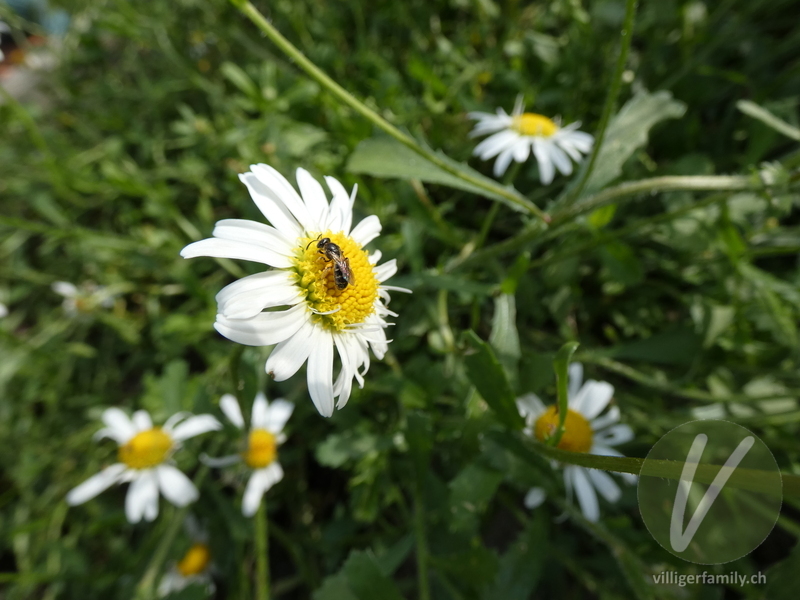 Vierbindige Furchenbiene: 