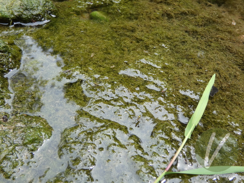 Grüne Langbeinfliege: 