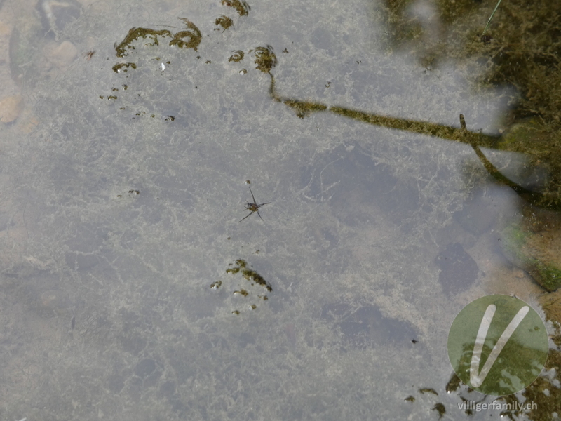 Gemeiner Wasserläufer: 