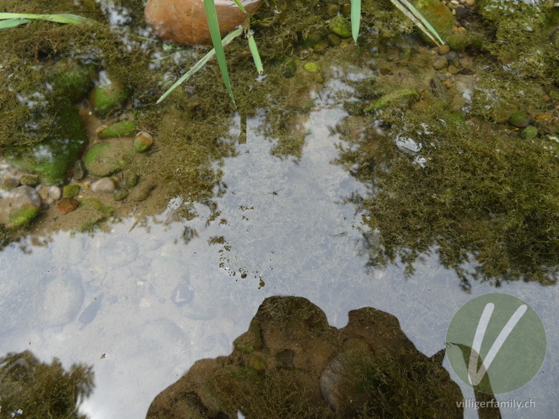 Gemeiner Wasserläufer: 