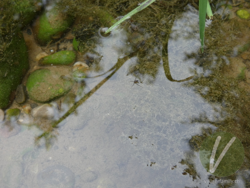 Gemeiner Wasserläufer: 