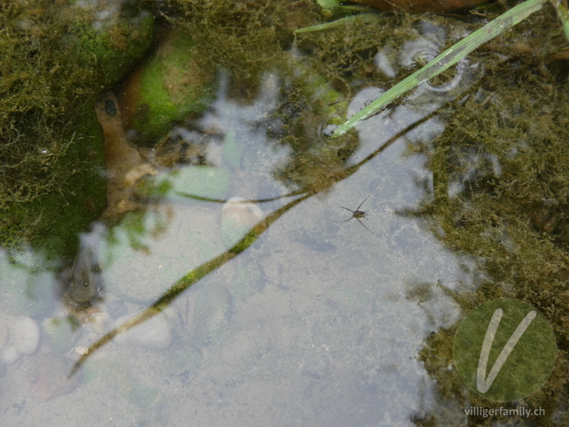 Gemeiner Wasserläufer: 