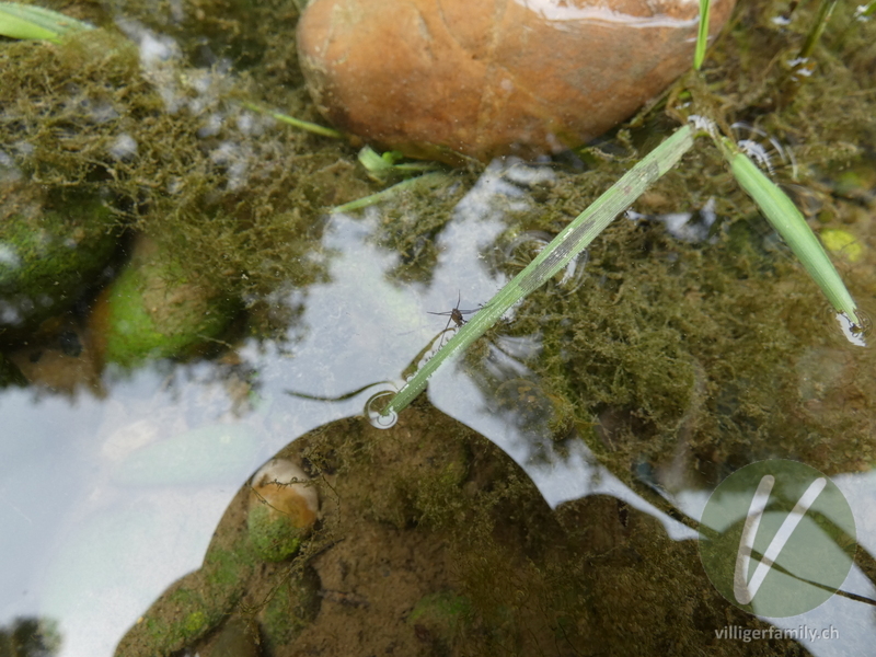 Gemeiner Wasserläufer: 