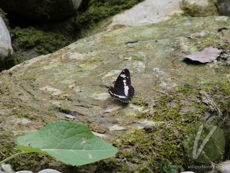 Kleiner Eisvogel: 