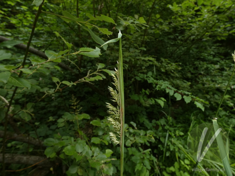 Rohr-Glanzgras: Blüten