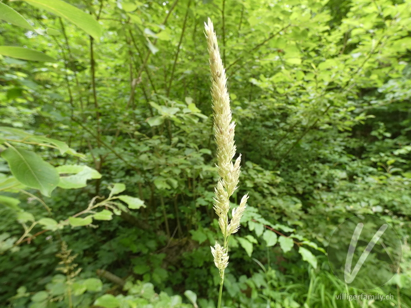 Rohr-Glanzgras: Blüten