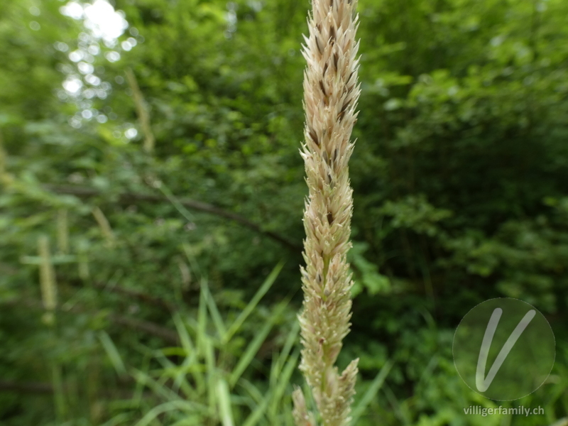 Rohr-Glanzgras: Blüten