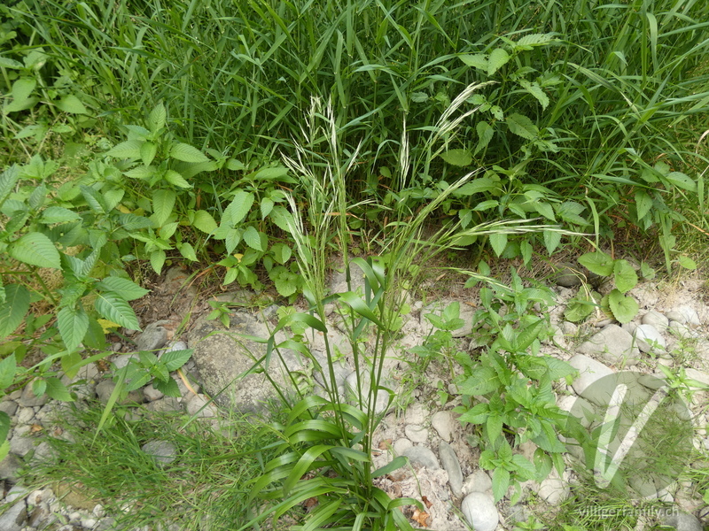 Wald-Zwenke: Gesamtbild