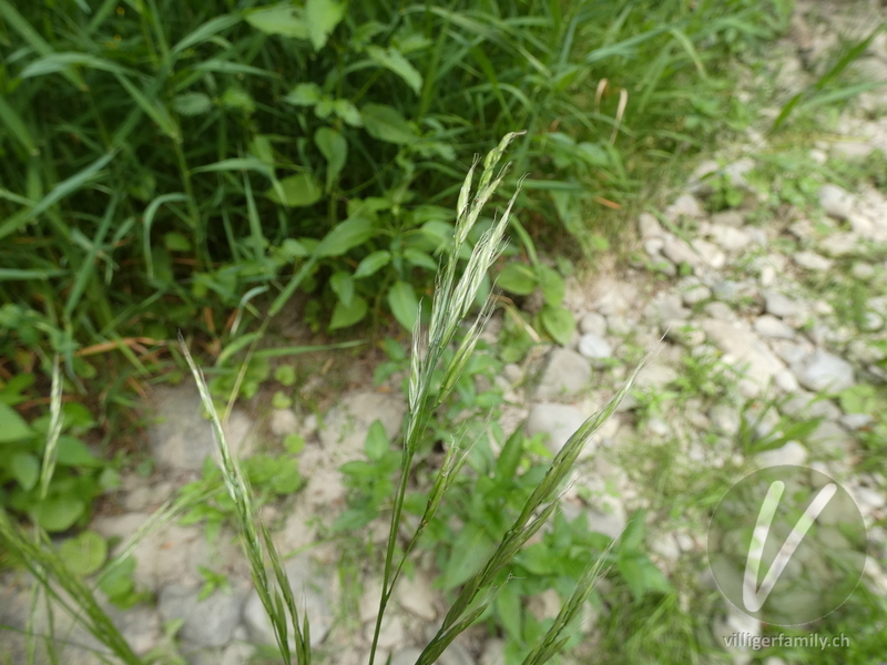 Wald-Zwenke: Blüten